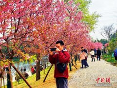 广西桂林：甘棠江畔樱花盛开醉游人