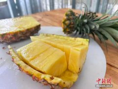 海南“镇”能量：龙滚凤梨香飘海内外